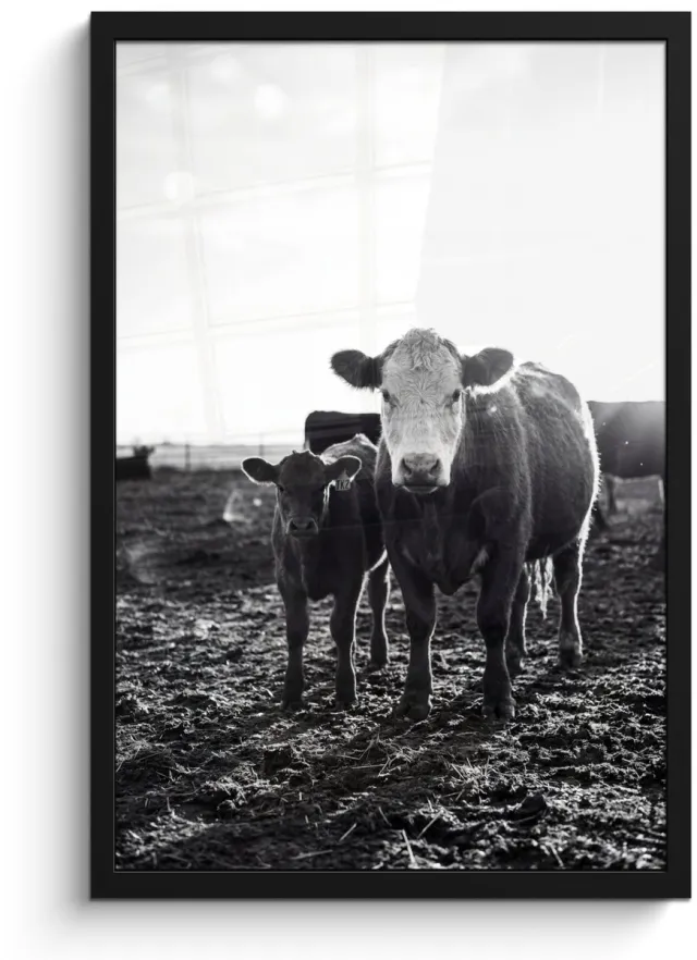 FrameYourWall Poster in lijst - Fotolijst 40x60 cm - Posters - Koeien - Zwart - Wit - Posterlijst zwart - Decoratie - Wanddecoratie woonkamer - Muurdecoratie slaapkamer