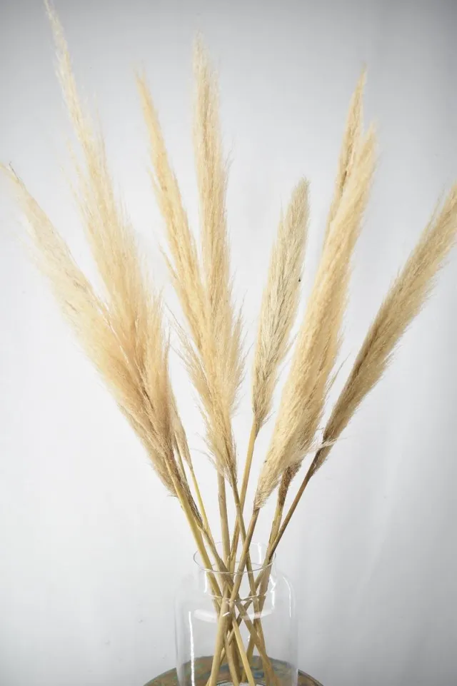 Natuurlijk Bloemen Droogbloemen - Pampas Pluimen - 10 stuks - Natuurlijk Bloemen - 75 cm Beige