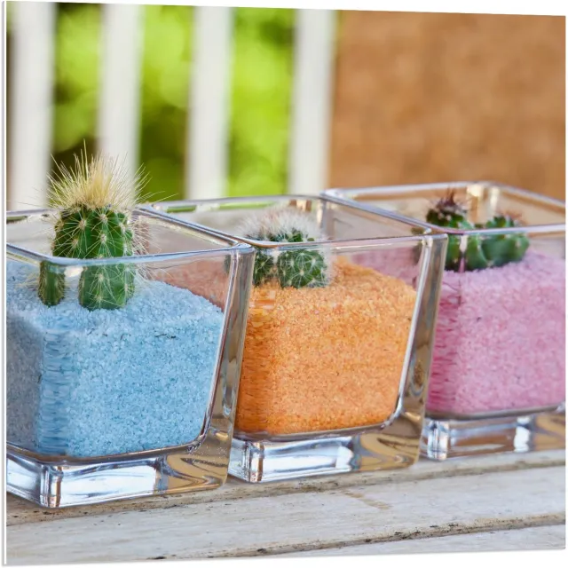 KuijsFotoprint Forex - Potjes met Gekleurd Zand en Cactussen - 80x80cm Foto op Forex Blauw