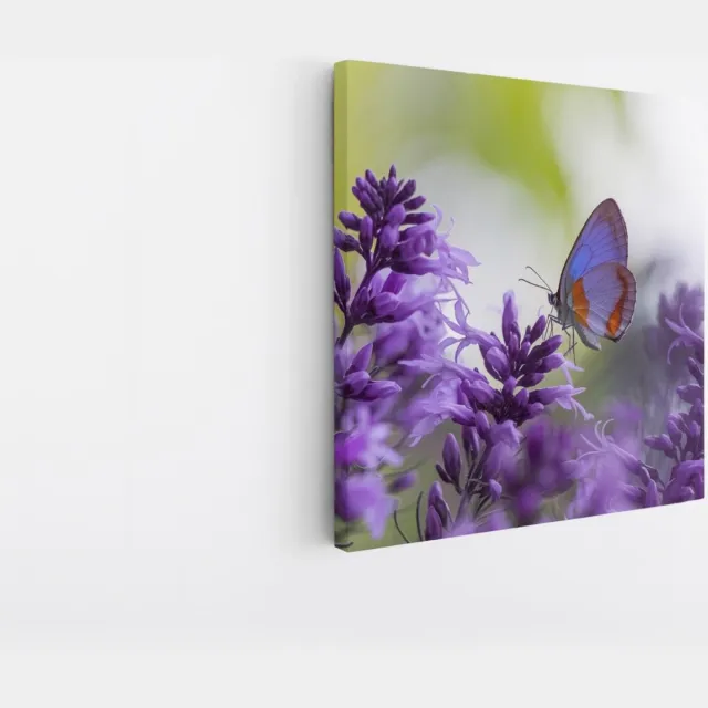 Saammp Canvas Schilderij - Vlinder bij lavendel - Bloemen - Dieren - Natuur - 100x100 - Foto op canvas - Wanddecoratie - muurdecoratie Woonkamer - Slaapkamer decoratie - Canvas Print Multicolor