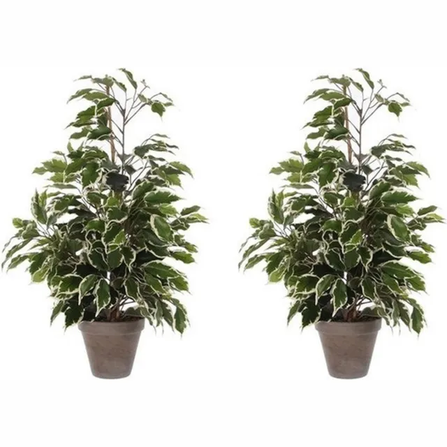 Mica Decorations 2x Groen/witte tropische ficus kunstplanten 65 cm voor binnen - kunstplanten/nepplanten/binnenplanten. U ontvangt 2 stuks.