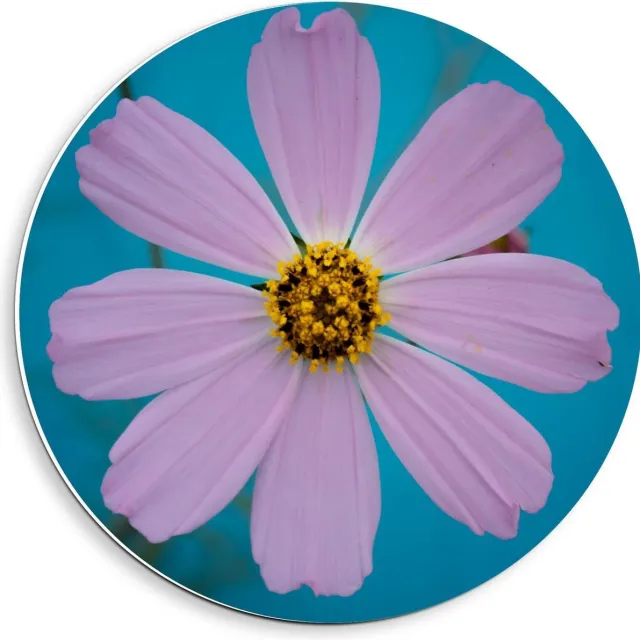 KuijsFotoprint Schilderij - Fleurige Bloem - Blauw En Roze - 40 X 40 Cm