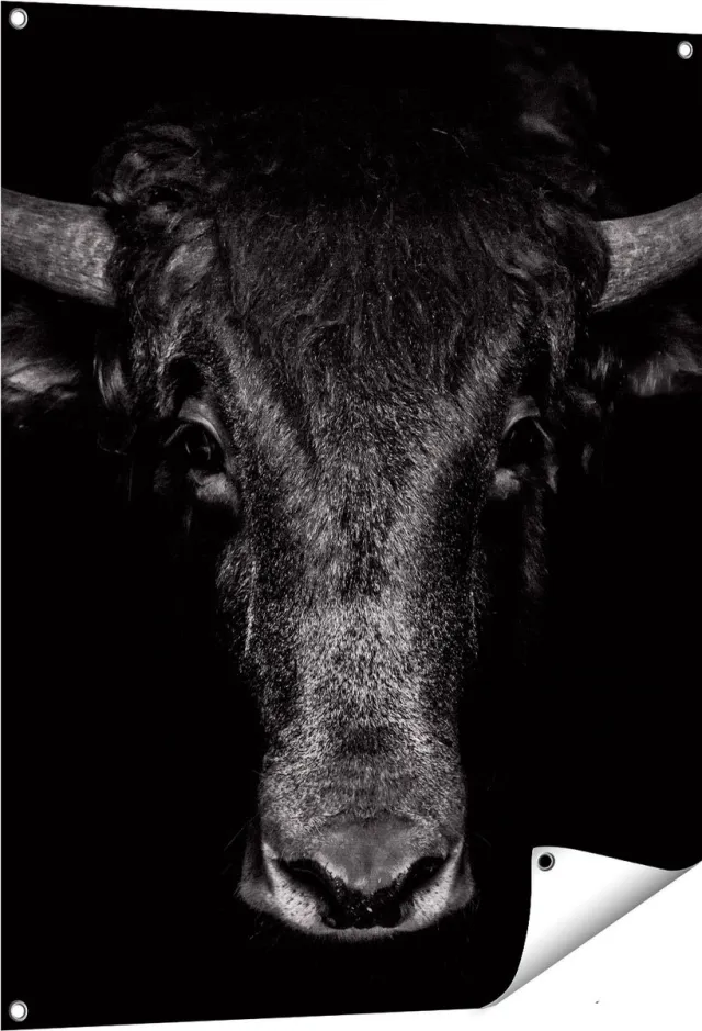Gards Tuinposter Stierenkop - Stier - Zwart Wit - 80x100 cm - Tuindoek - Tuindecoratie - Wanddecoratie buiten - Tuinschilderij Multikleur