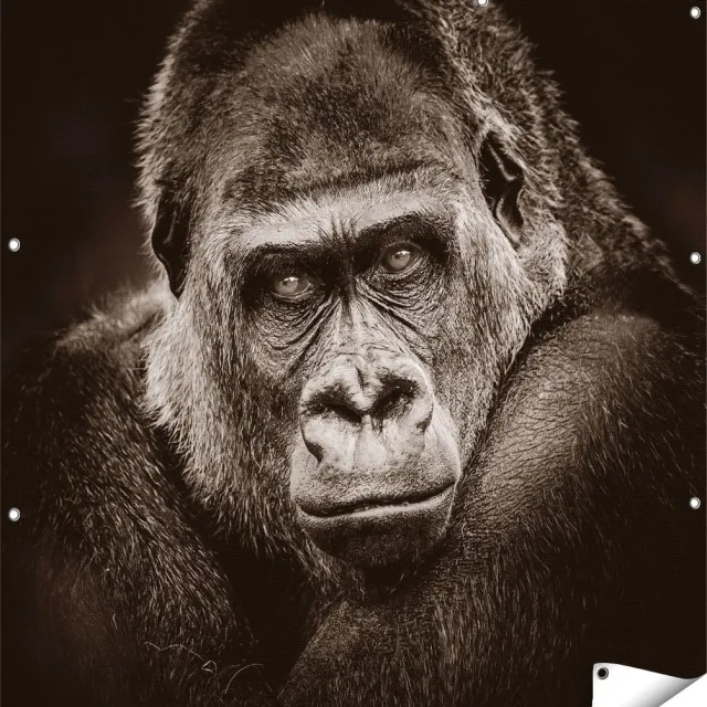 Gards Tuinposter Gorilla - Zwart Wit - 120x120 cm - Tuindoek - Tuindecoratie - Wanddecoratie buiten - Tuinschilderij Multikleur