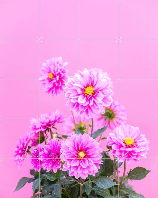 IXXI Flowers in Pink, Pati Photography - 80 x 100 cm - Grote wanddecoratie en posters - Fotografie, Kleurrijk, Slaapkamer, Woonkamer, Natuur Roze