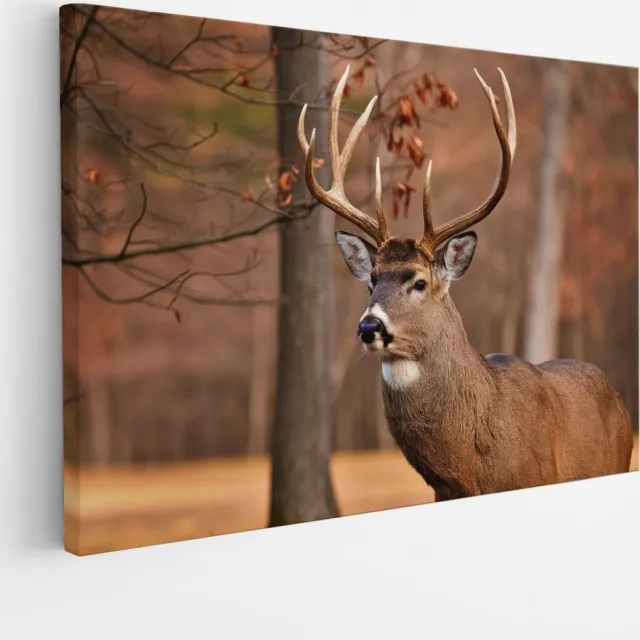 Saammp Canvas Schilderij - Hert - Portret - Bos - Natuur - Dieren - 150x100 - Foto op canvas - Wanddecoratie - Muurdecoratie Woonkamer - Slaapkamer decoratie - Canvas Print Multicolor