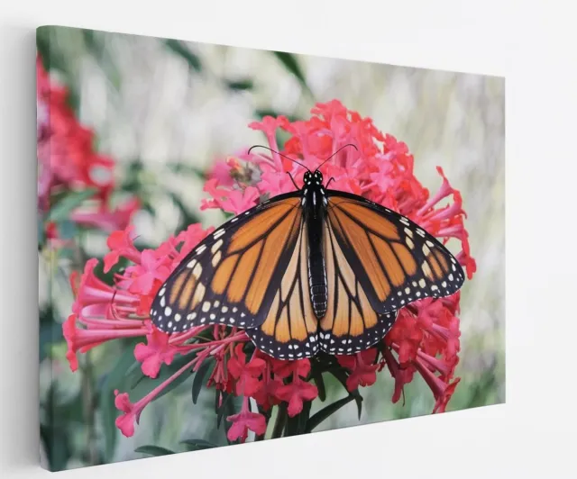 Saammp Canvas Schilderij - Vlinder - Roze Bloemen - Dieren - Natuur - 90x60 - Foto op canvas - Wanddecoratie - muurdecoratie Woonkamer - Slaapkamer decoratie - Canvas Print Multicolor