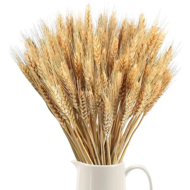 Ibenzoa 100 stuks natuurlijke gedroogde tarwebloemen voor veelzijdige decoratieve toepassingen naturel