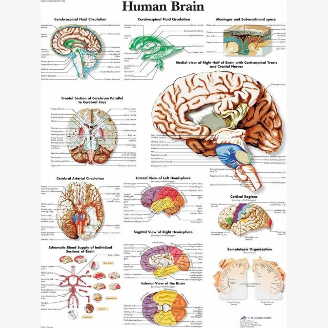 3B Scientific Het menselijk lichaam poster - Hersenen (gelamineerd, 50x67 cm) + ophangsysteem gelamineerd + ophangsysteem