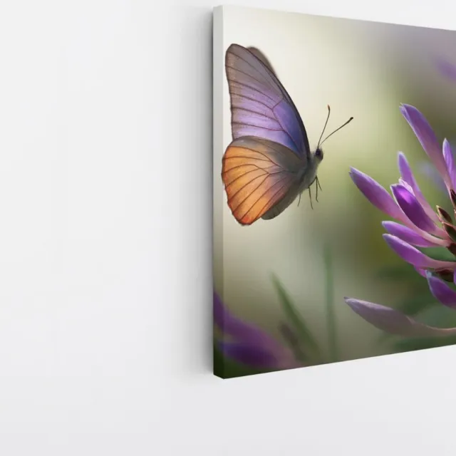 Saammp Canvas Schilderij - Vlinder naar paarse bloem - Natuur - Dieren - 40x40 - Foto op canvas - Wanddecoratie - muurdecoratie Woonkamer - Slaapkamer decoratie - Canvas Print Multicolor