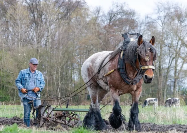 Passion For Art Trekpaarden TW27 - Foto - Ton van der Weerden - Fine Art Print op fotokwaliteit papier - 40 x 60 cm kleur