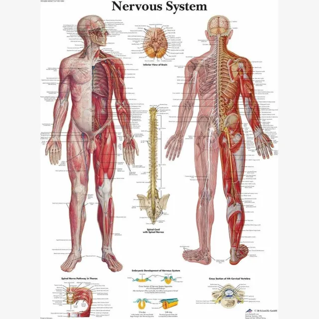 3B Scientific Het menselijk lichaam poster - Zenuwstelsel poster (gelamineerd, 50x67 cm) + ophangsysteem gelamineerd + ophangsysteem