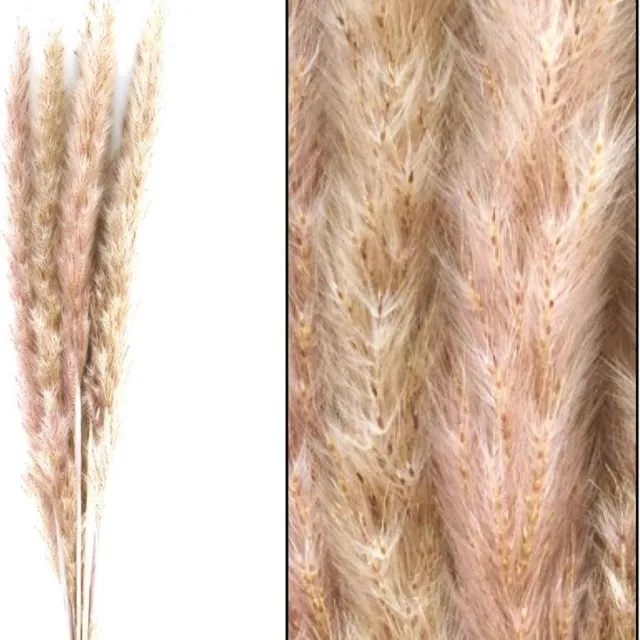 Dijk Naturel Collections Pluimen gedroogd 6 stuks 70 cm Natural, paars/roze gloed