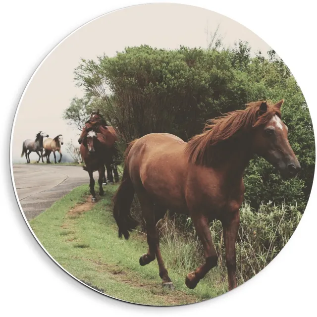 KuijsFotoprint Forex Wandcirkel - Dravende Paarden op Bergweg - 40x40cm Foto op Wandcirkel (met ophangsysteem) Groen