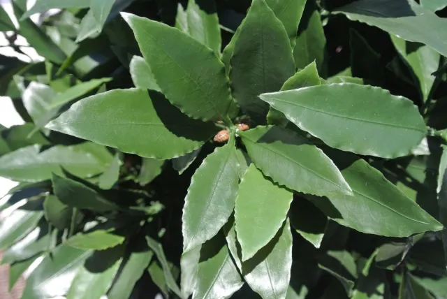 LeopoldFlora Kunst Laurier tak 50 cm UV groen