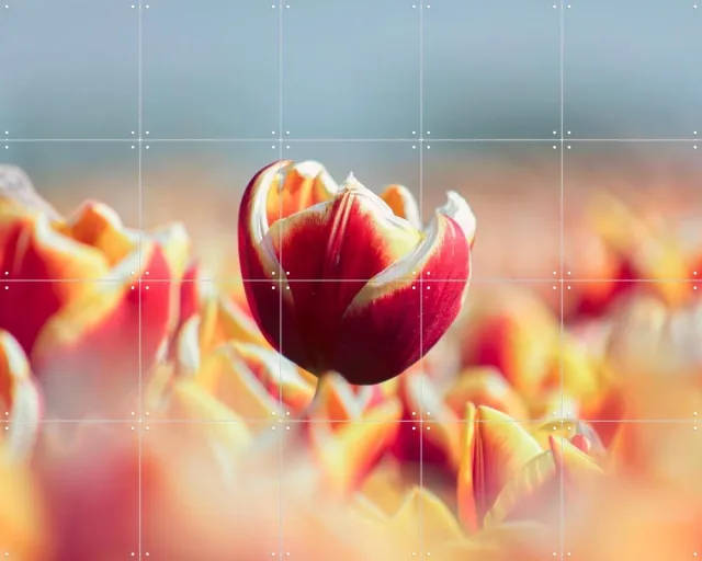 IXXI Among the Tulips, Claire Droppert - 100 x 80 cm - Grote wanddecoratie en posters - Fotografie, Eetkamer, Woonkamer, Slaapkamer, Lente, Bloemen Rood