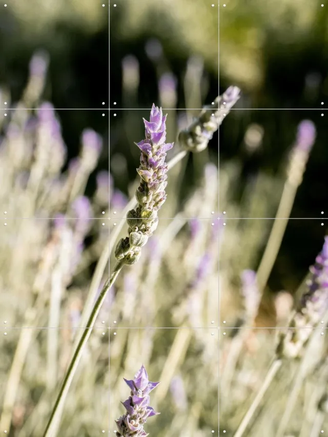 IXXI Lavender Fields, Henrike Schenk - 60 x 80 cm - Grote wanddecoratie en posters - Fotografie, Naturalisme, Eetkamer, Slaapkamer, Gang, Planten Groen / Paars