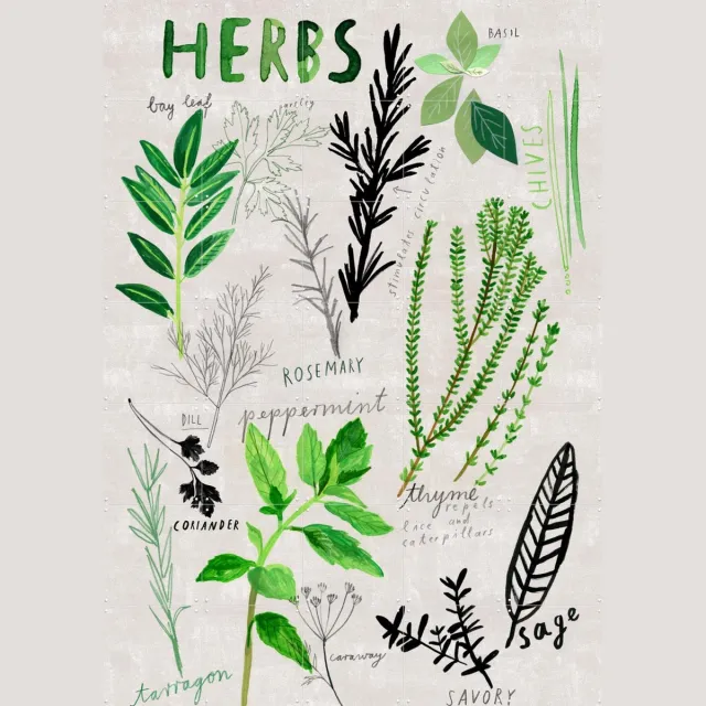 IXXI Herbs, Signorinah - 100 x 140 cm - Grote wanddecoratie en posters - Speels, Illustraties, Eetkamer, Keuken, Woonkamer, Planten, Natuur, Eten & Lichte tinten / Groen