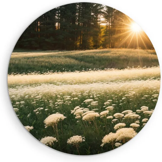 Saammp Forex Muurcirkel - Landschap - Witte bloemen in het bos - Natuur - Ø 50 - Wandcirkel - Wanddecoratie Cirkel - Muurdecoratie Woonkamer - Slaapkamer decoratie - Rond Schilderij