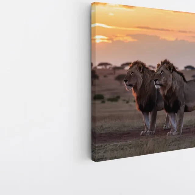 Saammp Canvas Schilderij - Leeuwen in de serangeti - Dieren - Natuur - 100x100 - Foto op canvas - Wanddecoratie - Muurdecoratie Woonkamer - Slaapkamer decoratie - Canvas Print Multicolor