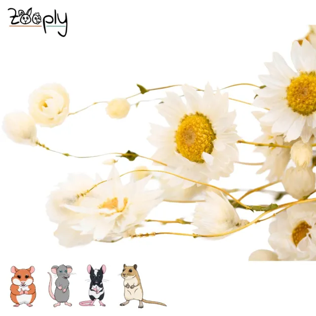 Zooply Madeliefje - Wit - 70 gram - in koker
