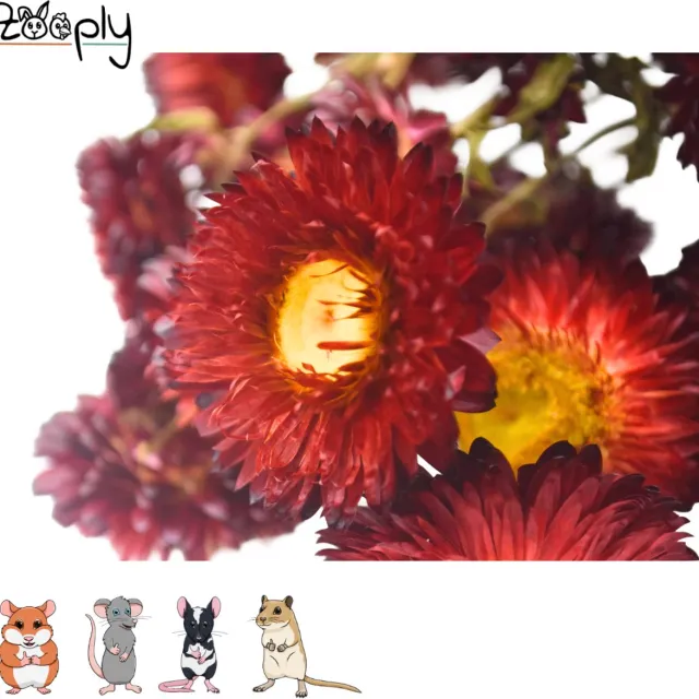 Zooply Strobloem - Rood - 70 gram - in koker