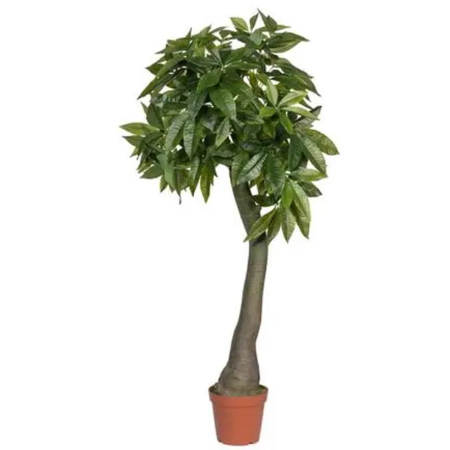 Pottery Pots Kunstplant - Pachira L - L50cm x W50cm x H170cm - Indoor - Green