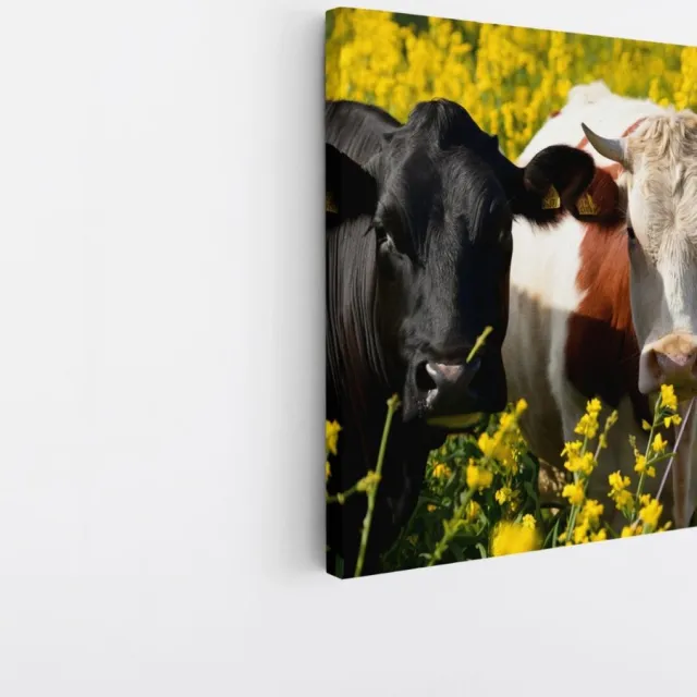 Saammp Canvas Schilderij - 2 Koeien in de wei - Natuur - Dieren - 40x40 - Foto op canvas - Wanddecoratie - Muurdecoratie Woonkamer - Slaapkamer decoratie - Canvas Print Multicolor