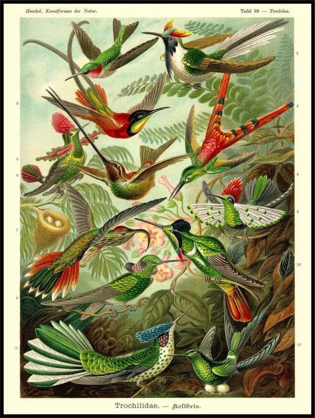 Esque Vintage Poster Kolibries - A3 - 40x30 - Vogels Kunstformen der Natur - Haeckel - Vintage Botanisch Multicolor