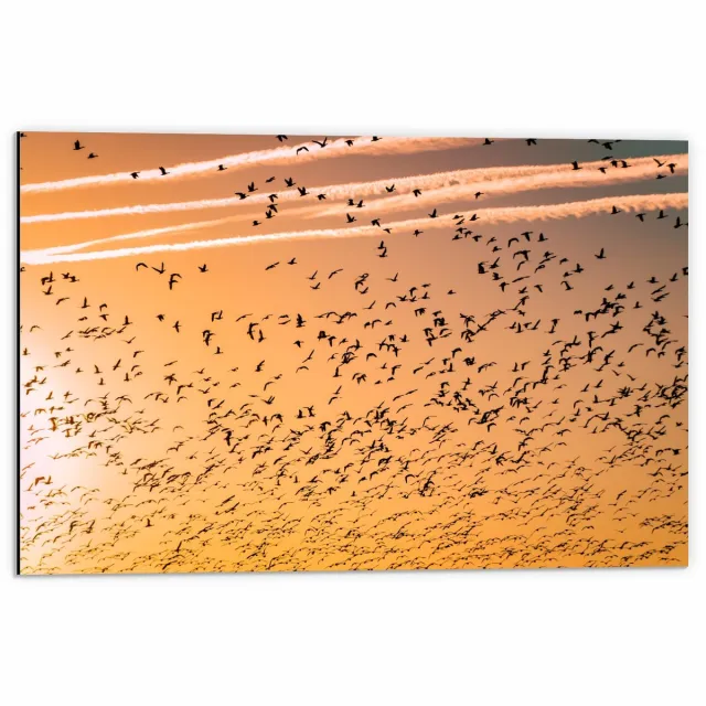KuijsFotoprint Dibond - Vogels Vliegend in de Oranje Lucht - 60x40cm Foto op Aluminium (Met Ophangsysteem) Zwart