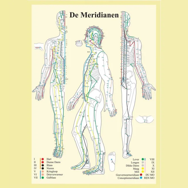 van Baarle Anatomie poster meridianen (Nederlands, gelamineerd, A2) zonder ophangsysteem