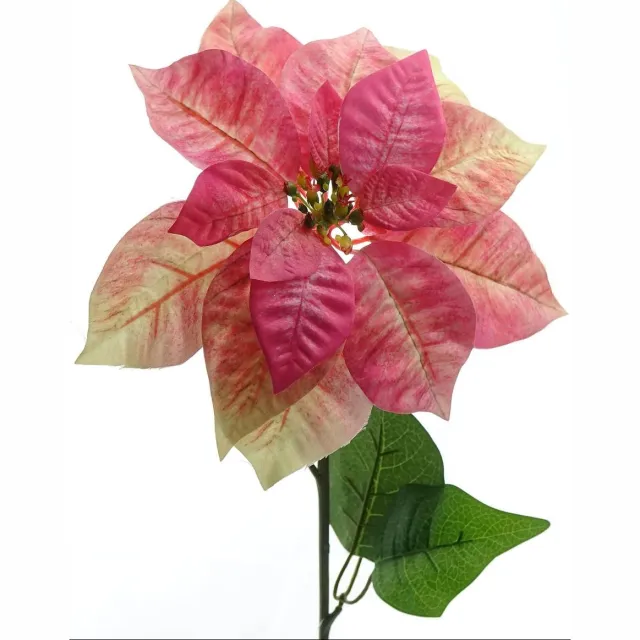 Gasper Kerstster Poinsettia Crème & Roze 65 cm - Kunstbloemen Creme