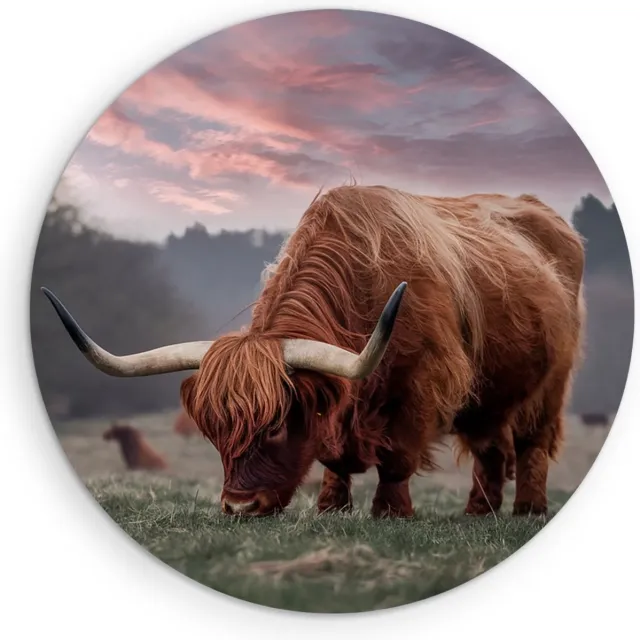 Saammp Forex Muurcirkel Schotse Hooglander Koe in de sneeuw- Dieren - Natuur - Ø 70 - Wandcirkel - Wanddecoratie Cirkel - muurdecoratie Woonkamer - Slaapkamer decoratie - Rond Schilderij