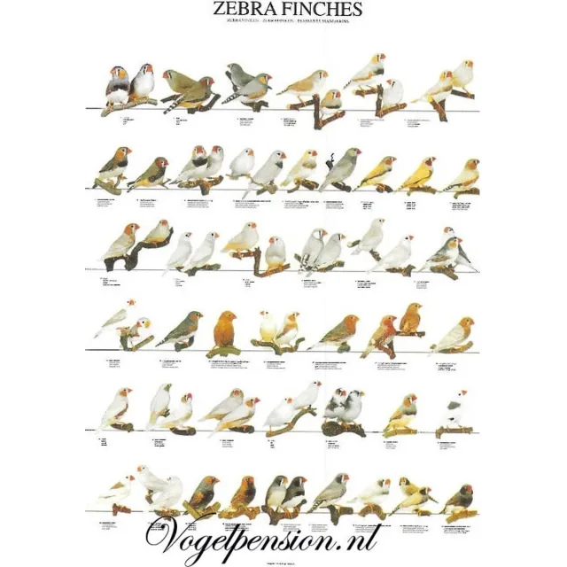 Birdsupply.nl Vogelposter Zebravinken | Natuurposter & dierenposters voor interieur - Vogelposter zebravinken gelamineerd - Vogelposters - Benodigdheden - Zebravink (Poephila guttata) Meerkleurig