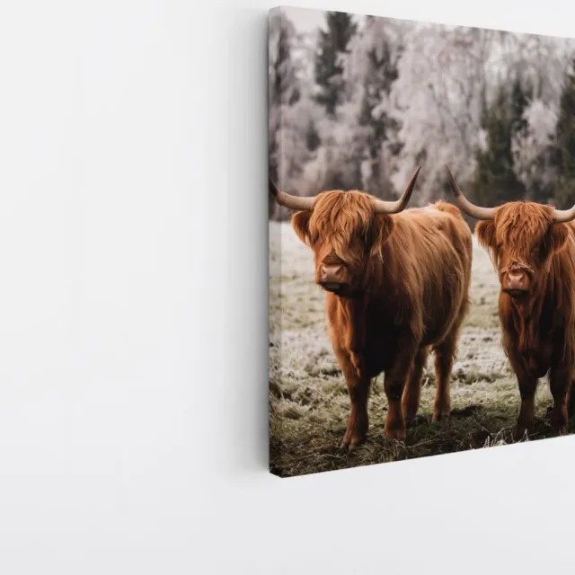 Saammp Canvas Schilderij - Schotse Hooglander Koeien in het gras - Dieren - Natuur - 60x60 - Foto op canvas - Wanddecoratie - muurdecoratie Woonkamer - Slaapkamer decoratie - Canvas Print Multicolor