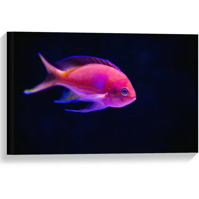 KuijsFotoprint Canvas - Roze Visje in de Zee - 60x40cm Foto op Canvas Schilderij (Wanddecoratie op Canvas) Blauw