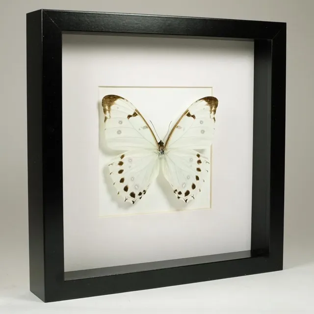 DeMuseumwinkel.com Opgezette Vlinder in Zwarte Lijst 25x25 cm - Morpho Luna