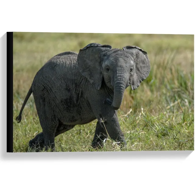 KuijsFotoprint Canvas - Babyolifantje - 60x40cm Foto op Canvas Schilderij (Wanddecoratie op Canvas) Groen
