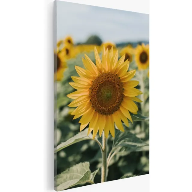 Saammp Canvas Schilderij - Zonnebloem - Bloemen - Natuur - 50x70 - Foto op canvas - Wanddecoratie - Muurdecoratie Woonkamer - Kantoor Decoratie Multicolor