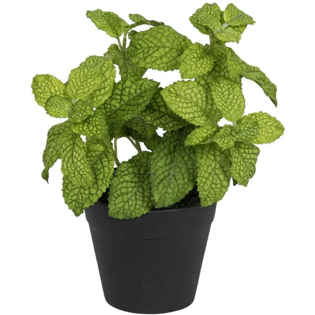 Meander Munt in pot, groen 20cm