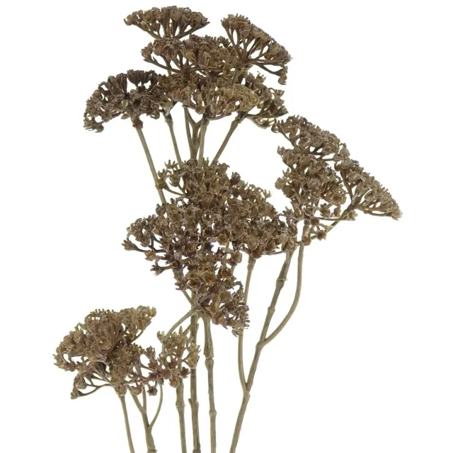Gasper duizendblad Achillea bruin 73 cm - kunstbloem