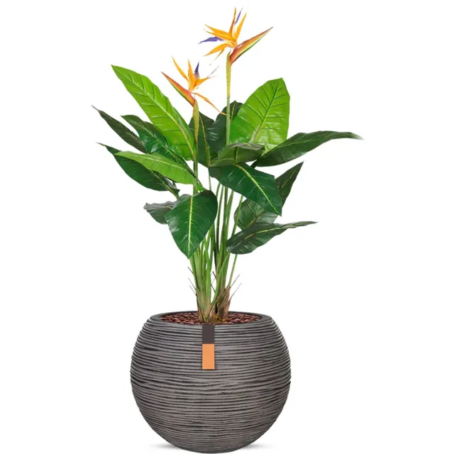 HTT Decorations Kunstplant Strelitzia in Vaas bol Rib antraciet H120 cm