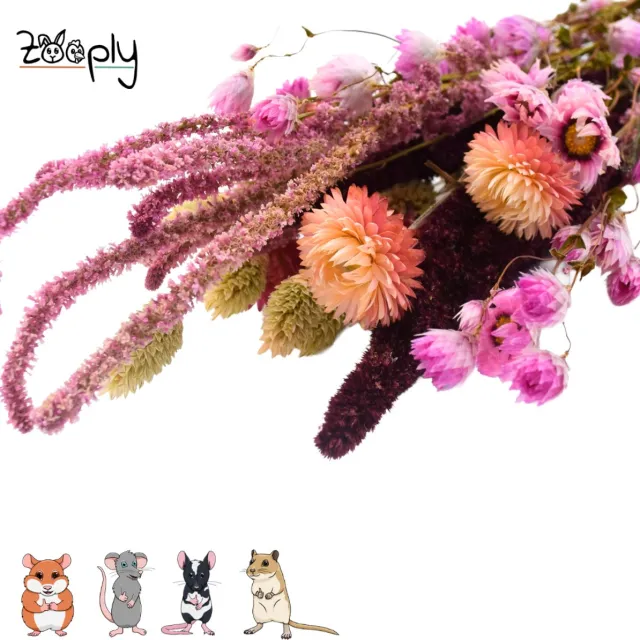 Zooply Lente boeket - 100 gram - in koker