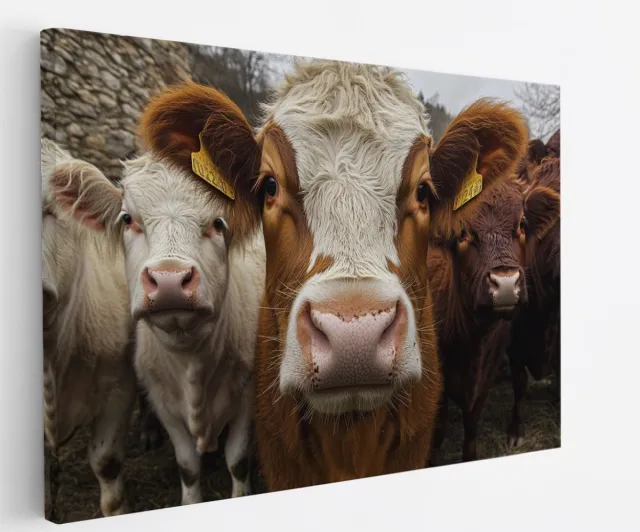 Saammp Canvas Schilderij - Koeien van dichtbij - Natuur - Dieren - 70x50 - Foto op canvas - Wanddecoratie - Muurdecoratie Woonkamer - Slaapkamer decoratie - Canvas Print Multicolor