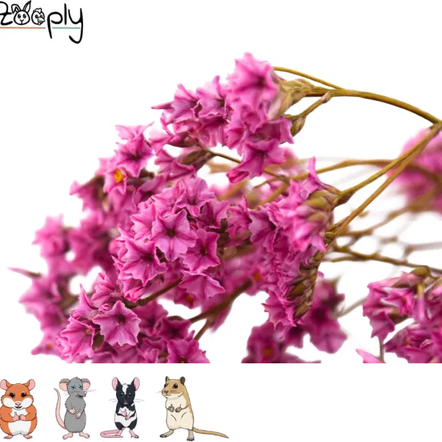 Zooply Lamsoor - Roze - 70 gram - in koker