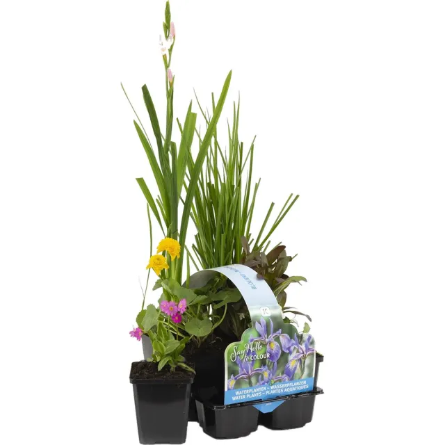 Bloomique Set van 6 - Bloeiende Vijverplanten - Achilia - Caltha - Lobelia - Lysimachia - Mazus - Schizostylis - Vijverzone 1-2 - Hoogte 15-25 cm - Pot 9 cm Bloeiende Vijverplanten Mix