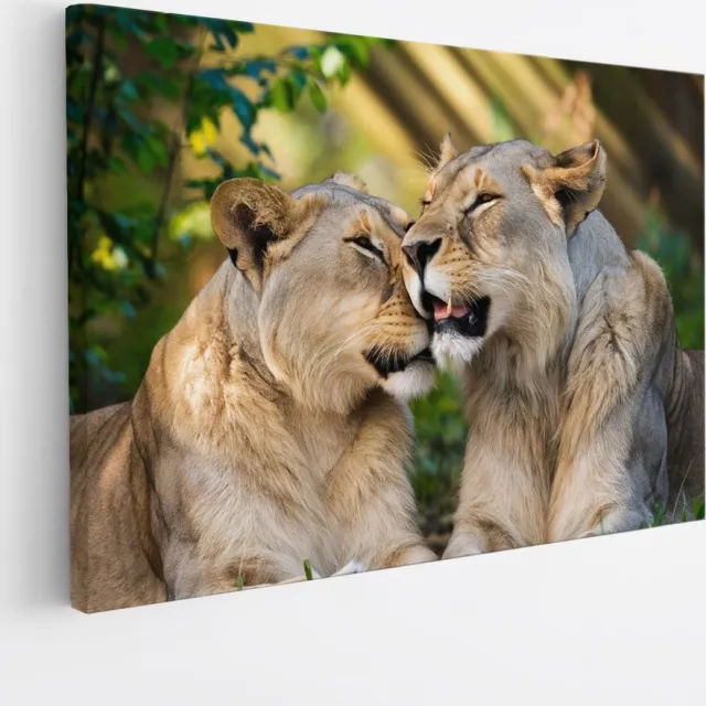 Saammp Canvas Schilderij - Leeuwen - liefdevol - Dieren - Natuur - 40x30 - Foto op canvas - Wanddecoratie - Muurdecoratie Woonkamer - Slaapkamer decoratie - Canvas Print Multicolor