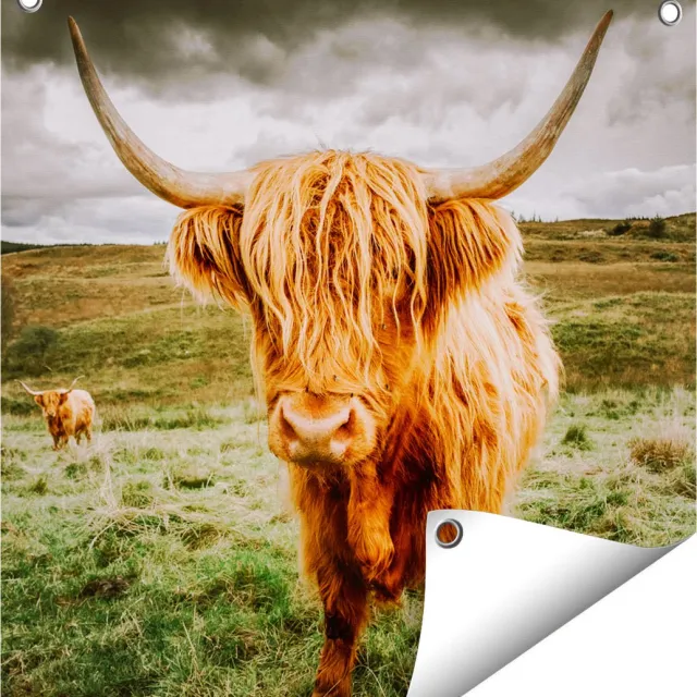 Gards Tuinposter Schotse Hooglanders in de Wei - Kleur - 50x50 cm - Tuindoek - Tuindecoratie - Wanddecoratie buiten - Tuinschilderij Multikleur