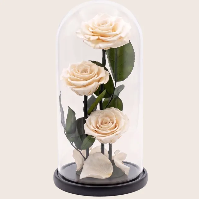 RoseAmor 3 Longlife Rozen onder Glazen Stolp 27 cm – Echte Houdbare Rozen – Ivoorwit – Cadeau voor Haar