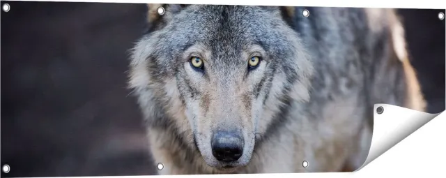 Gards Tuinposter Wolvenkop - Grijze Wolf - 120x40 cm - Tuindoek - Tuindecoratie - Wanddecoratie buiten - Tuinschilderij Multikleur